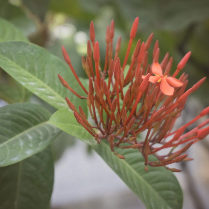 an orange tropical flower from Haiti