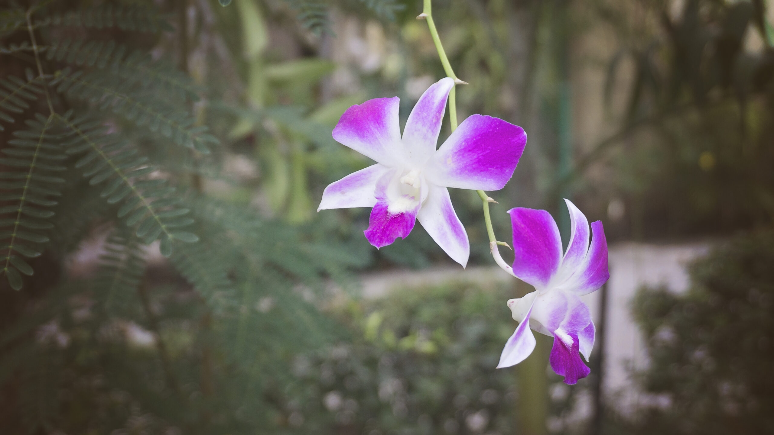 purple and white flowers in Haiti